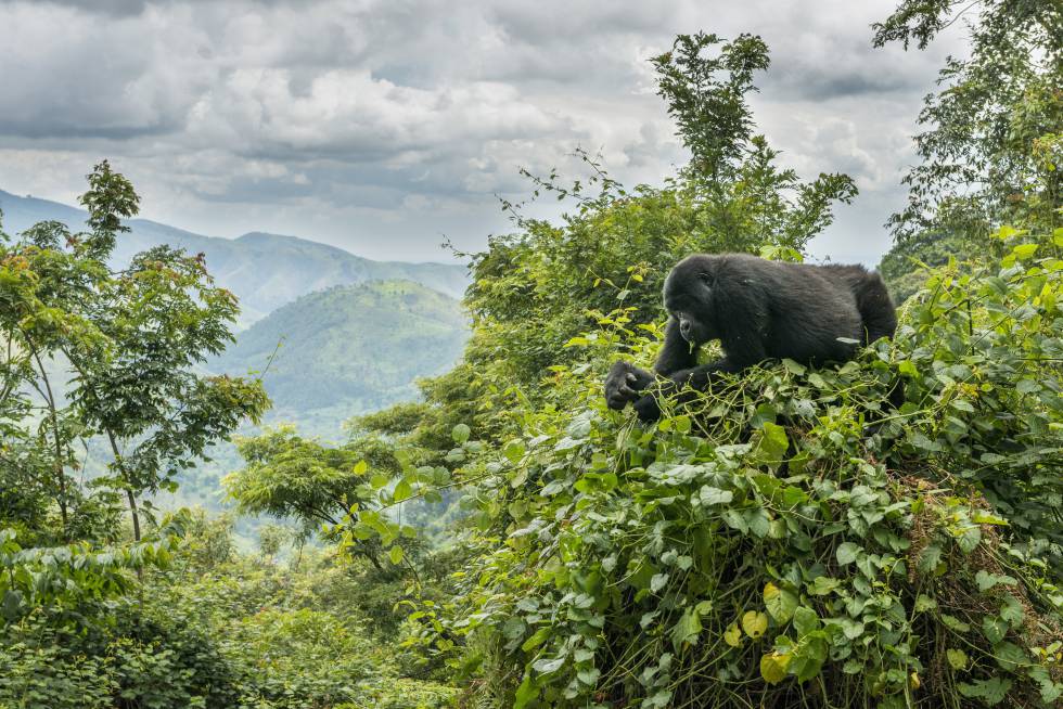 VIAJE GORILAS Y CHIMPANCÉS EN UGANDA DESDE AGUASCALIENTES