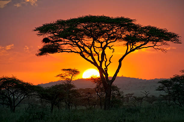 Viaje descubriendo sudafrica (pilanesberg) y cataratas victoria (zambia) desde Aguascalientes