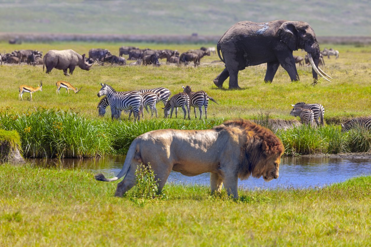 Viaje gran safari desde kenya a tanzania desde Aguascalientes