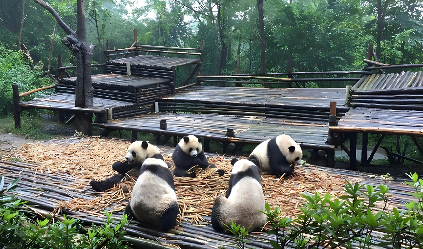 Viaje china del oso panda desde Aguascalientes